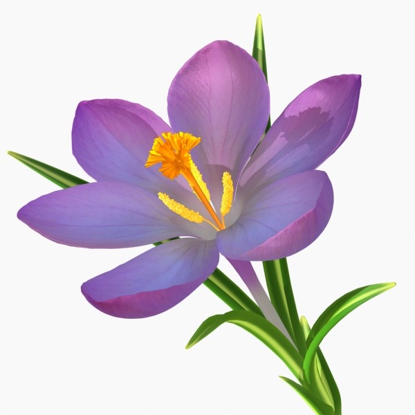 Crocus Flower - ClipArt Best