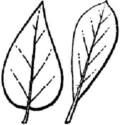 Leaf Shape - ClipArt Best