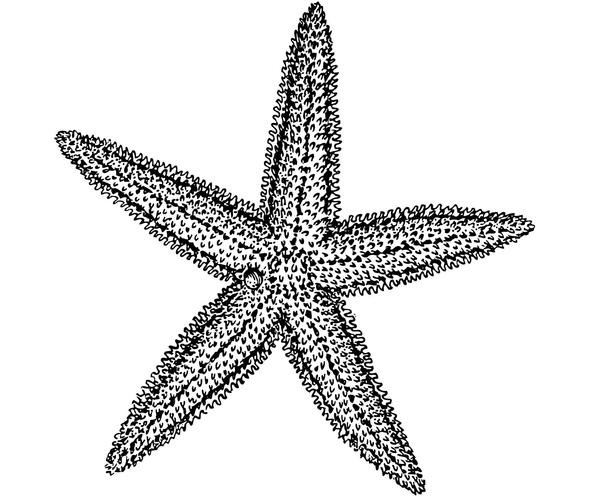 Starfish Images - Public Domain Pictures - Page 1