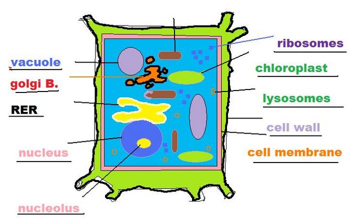 cell project | Publish with Glogster!