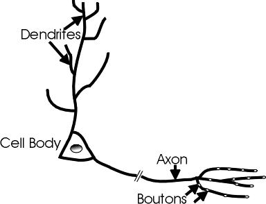 Morpholgy of Axons