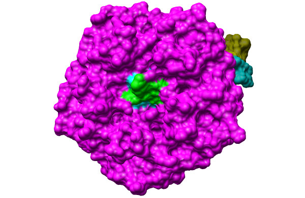 Cholera Toxin | MAP