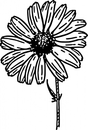 Gallery For > Daisy Flower Outlines