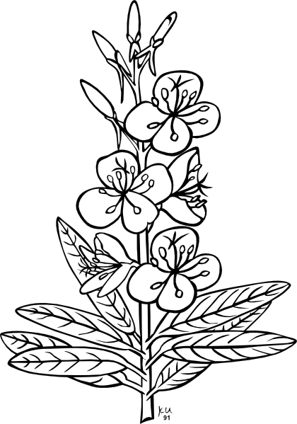 Ku Epilobium Angustifolium Outline clip art Free Vector / 4Vector