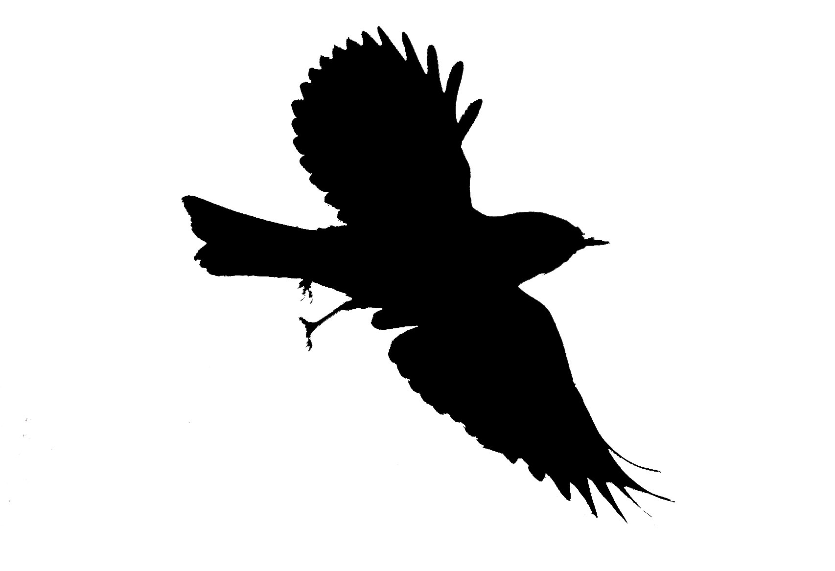 black-bird-outline-clipart-best