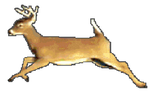 Deer GIF Stickers - Find & Share on GIPHY