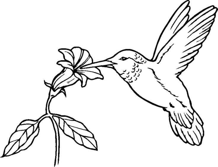 1000+ images about Coloring Pages/Line Drawings - Birds on ...