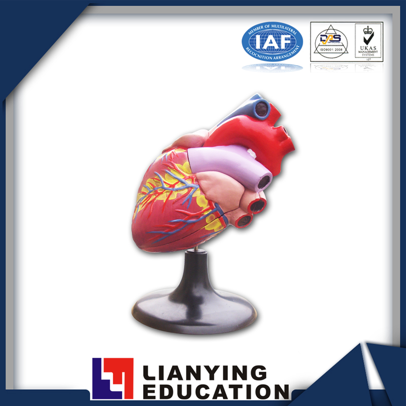 Internal Organs Heart Model, Internal Organs Heart Model Suppliers ...