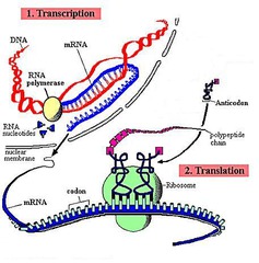 Mrna Digram - ClipArt Best