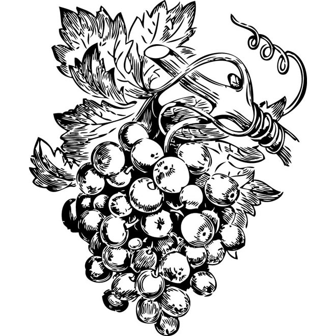 Grapes Vine Clipart - Free Clipart Images