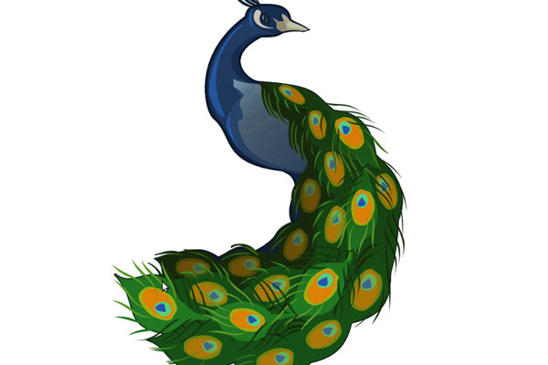 Simple Peacock Sketch - ClipArt Best