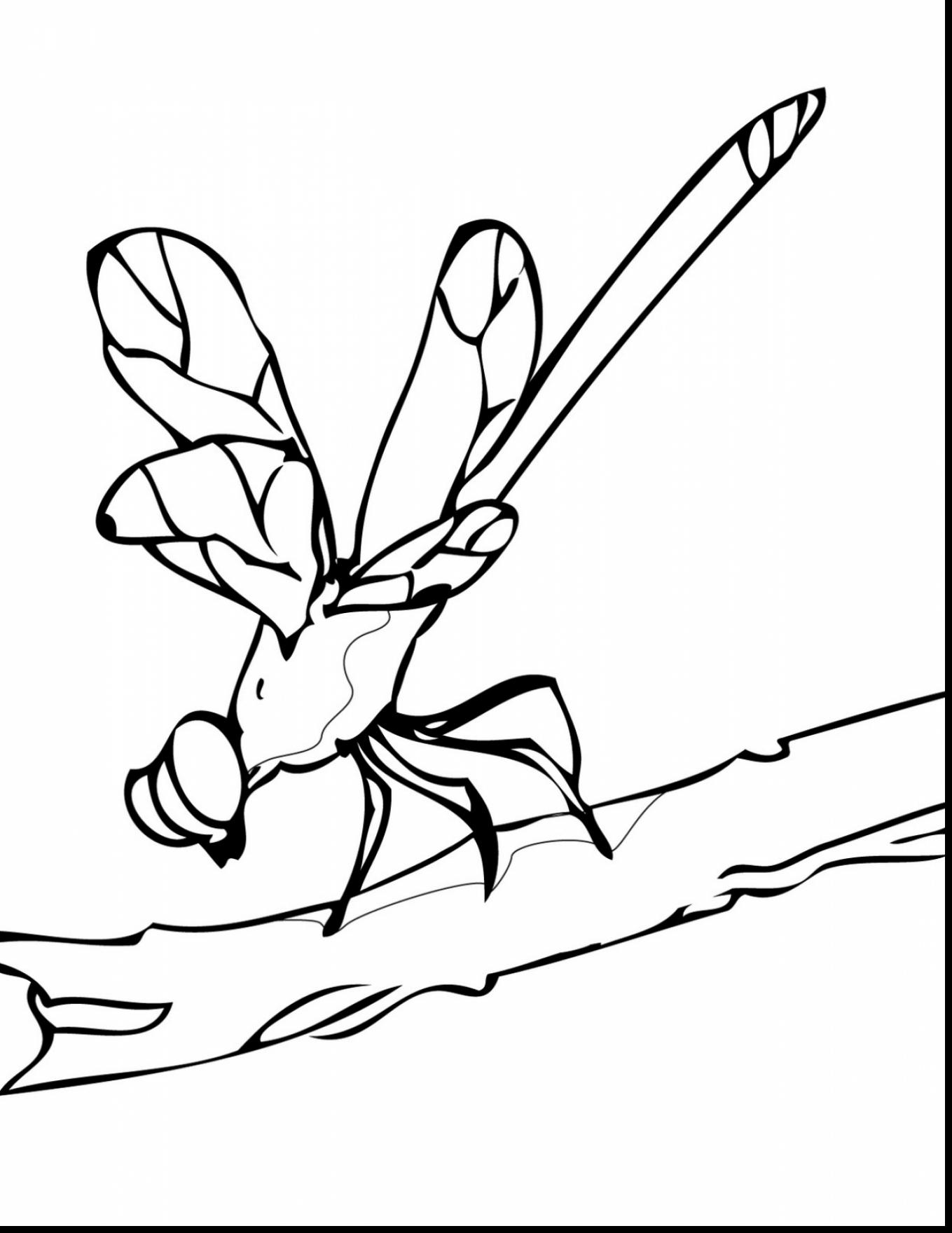 brilliant cute animal dragonfly coloring pages pictures to print ...
