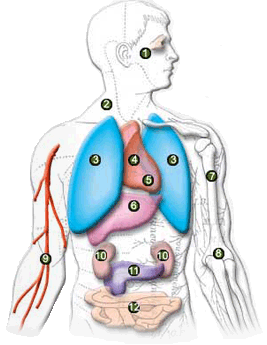 Diagram Of Intestines - ClipArt Best