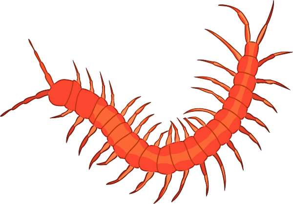 Centipede Clipart | Free Download Clip Art | Free Clip Art | on ...