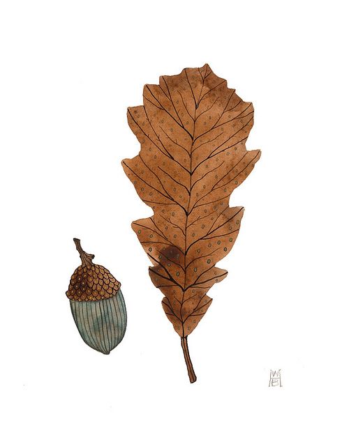 Leaves, Autumn art and The acorn