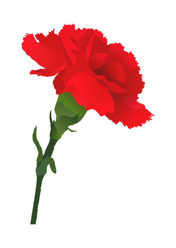 Carnation Clipart - Tumundografico