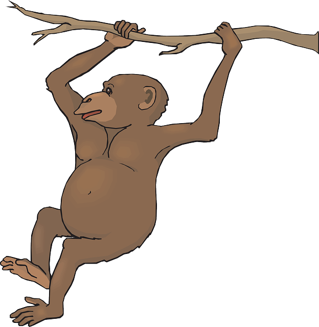 Chimpanzee 20clipart - Free Clipart Images