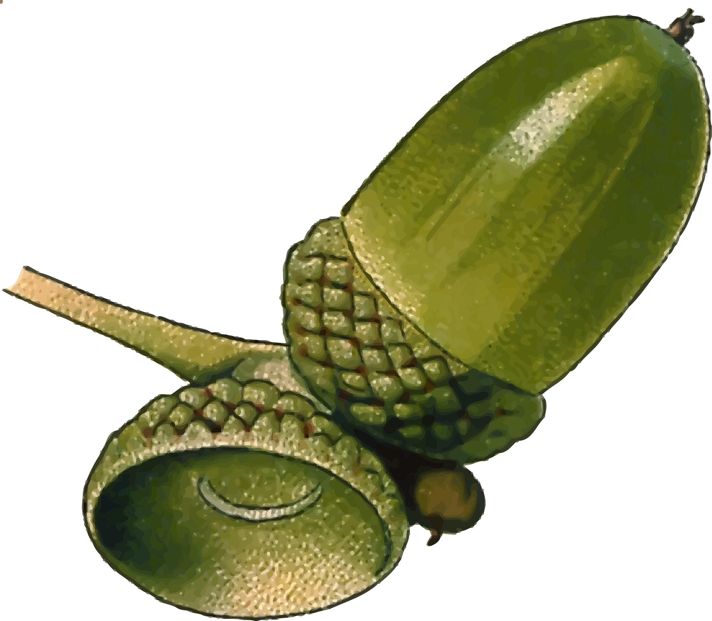 Clipart - Acorn 3 (detailed)