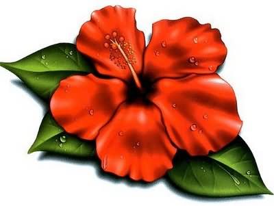 Hibiscus Design | Free Download Clip Art | Free Clip Art | on ...