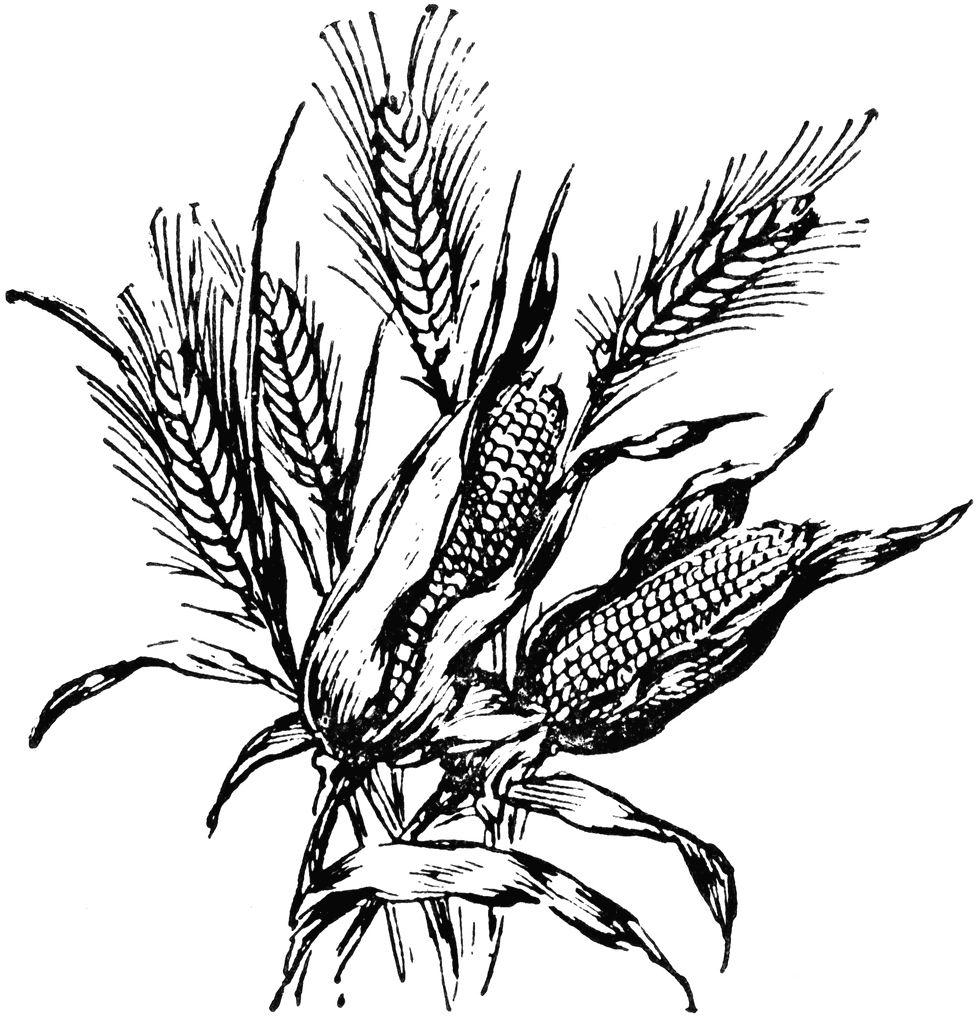 Black and white corn clipart