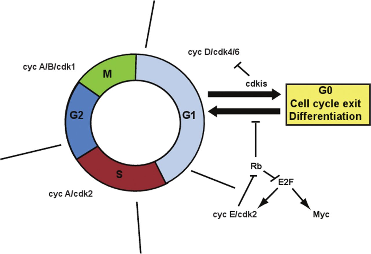 Co-ordination of cell cycle and differentiation in the developing ...