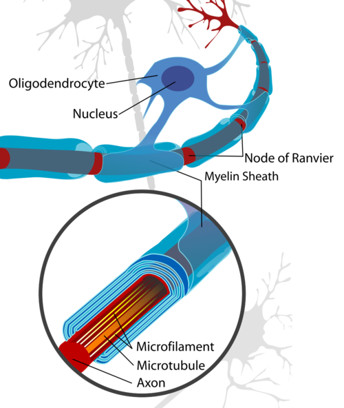 Science Visualized • COMPLETE NEURON CELL DIAGRAM with labels in...