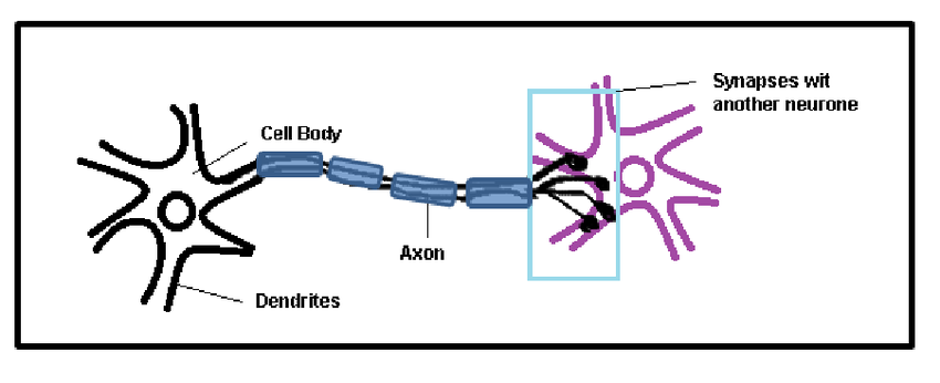 2: Diagram showing different region of the neurons and synapse ...