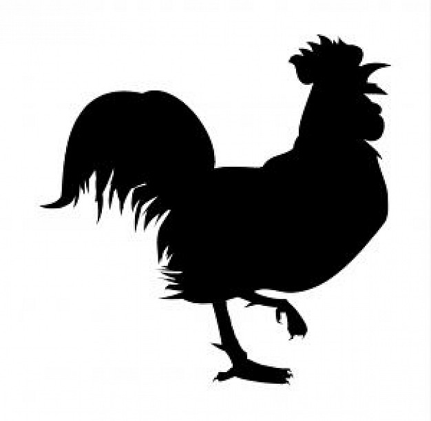 Rooster Hen Vectors, Photos and PSD files | Free Download