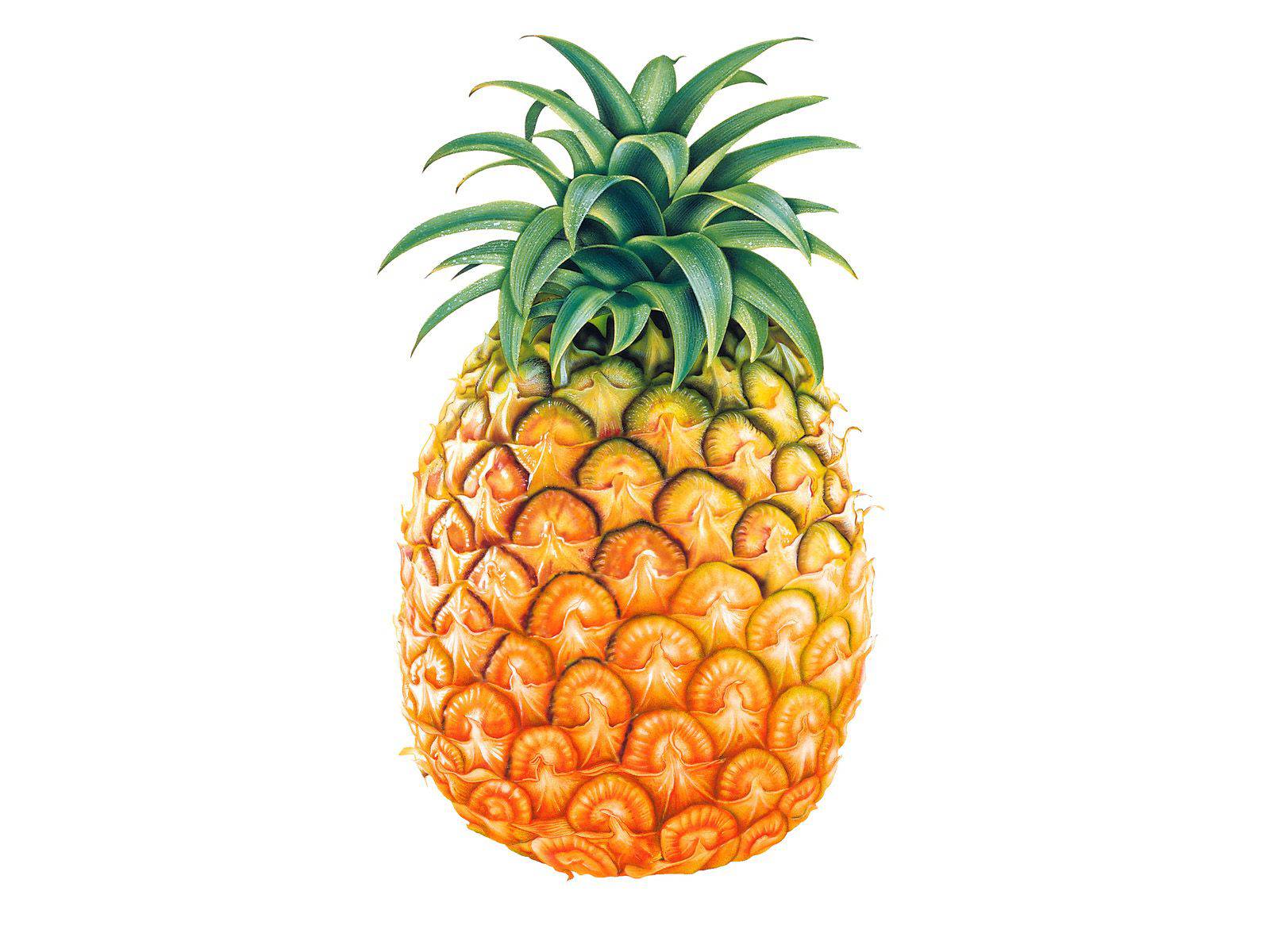 Pineapple clipart tumblr