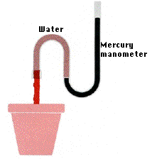 Water and Mineral Transport