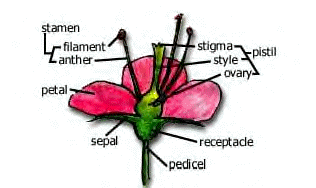 Prentice Hall 8-3 & 8-4 Characteristics of Seed Plants and ...