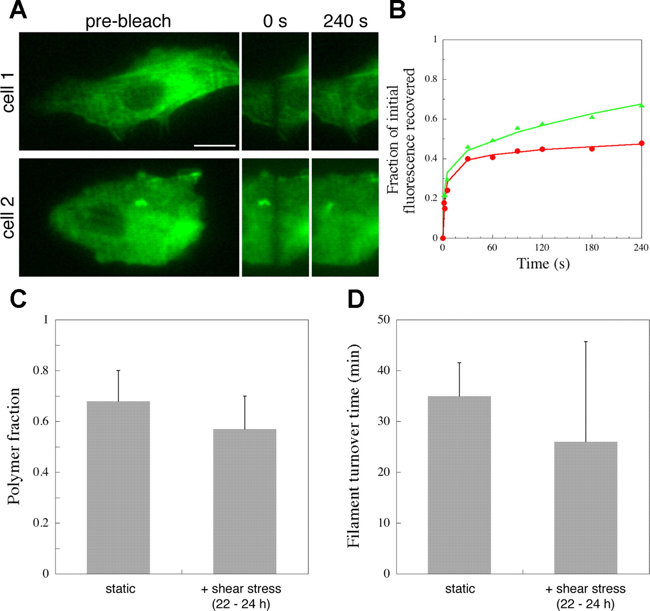 Endothelial actin cytoskeleton remodeling during ...