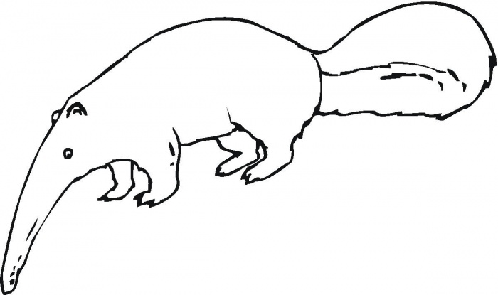Anteater 12 coloring page | Super Coloring