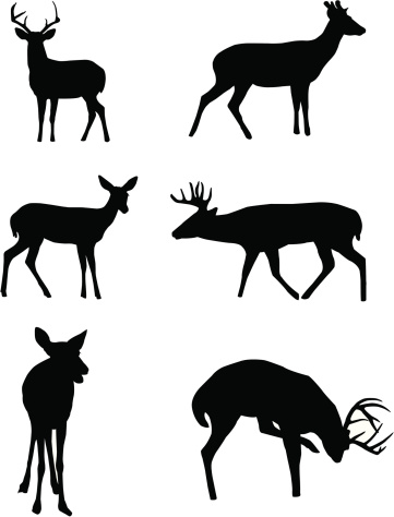White Tailed Deer Clip Art, Vector Images & Illustrations