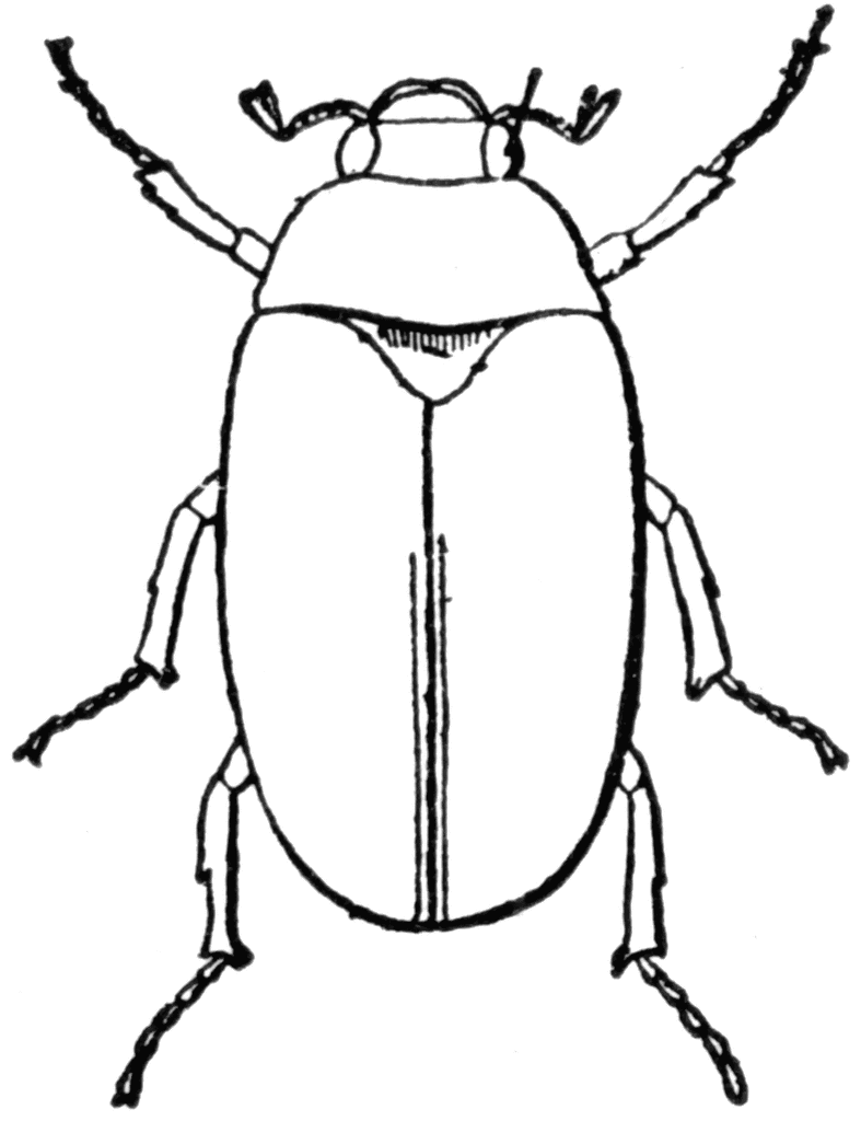 June Bug Clipart