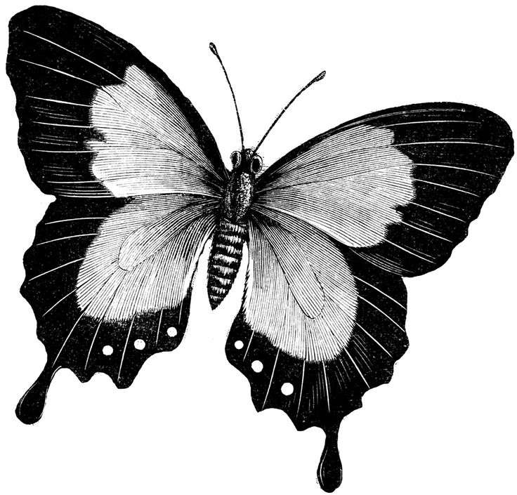 Butterfly Pictures