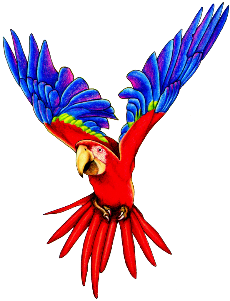 Scarlet Macaw Parrot Clip Art – Clipart Free Download
