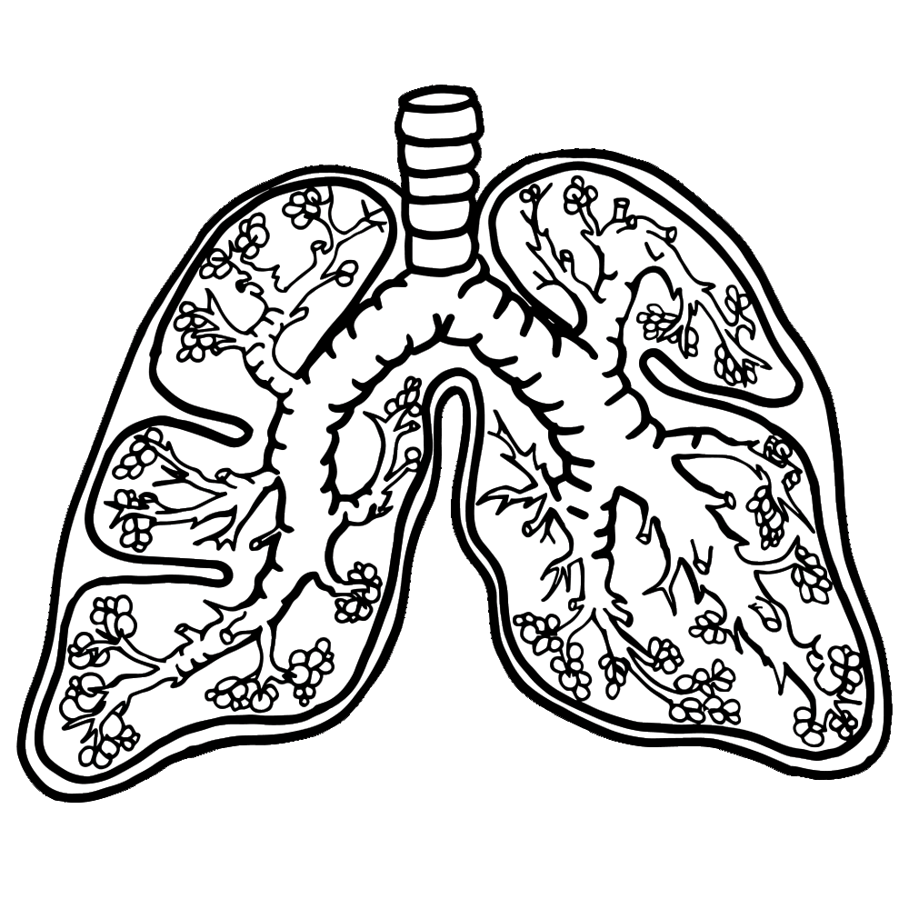 Lungs And Heart Clipart For Kids 49667 | RAMWEB