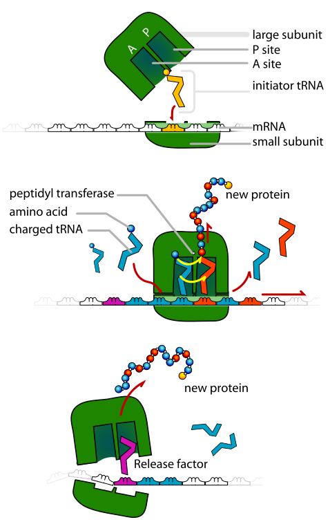 File:TRNA ribosomes diagram en.svg