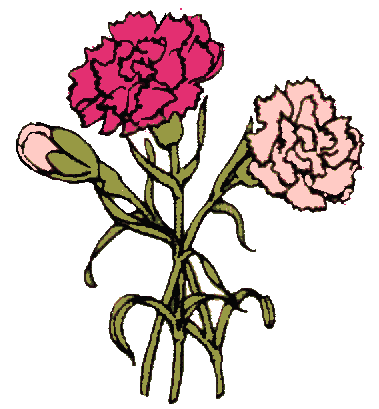 Carnation Clipart