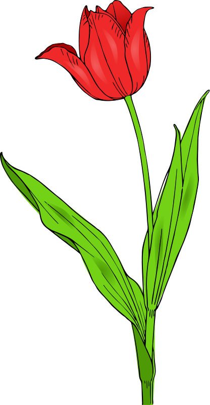 Vector Tulip / Tulip Free Vectors Download / 4Vector