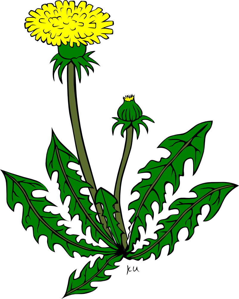 OnlineLabels Clip Art - KU Taraxacum Officinale