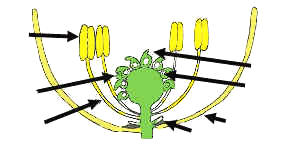 The Open Door Web Site : Biology : Lab Work : Looking at parts of ...