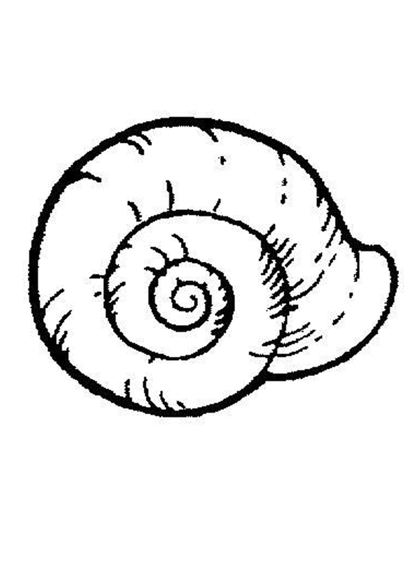 SHELL coloring pages - Sea Snail