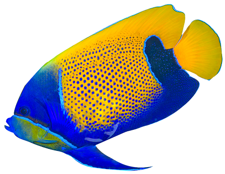 Tropical Fish Clipart - Free Clipart Images