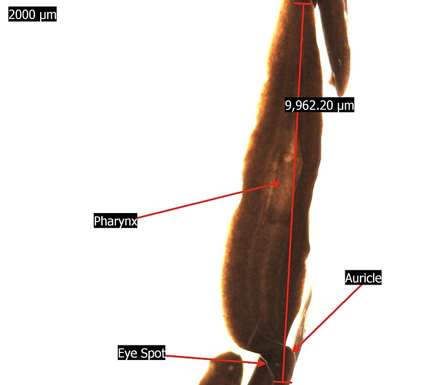 File:Planaria Flatworm Labeled Microscope.jpg