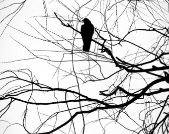 crow silhouette