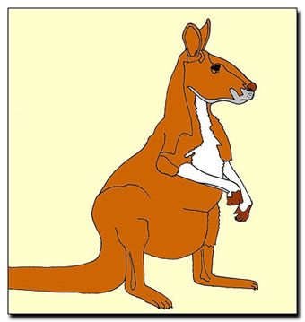 Kangaroo Drawing