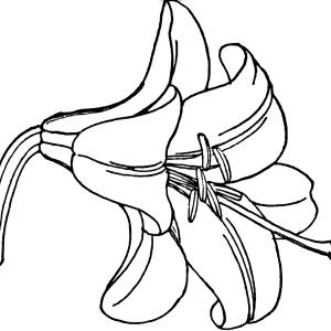 Free Easter Lily Flower Clip Art Image | ClipArTidy