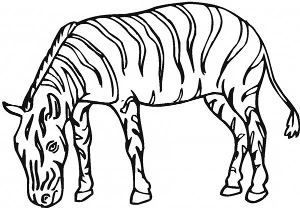 The Plains Zebra Coloring Page: The Plains Zebra Coloring Page ...